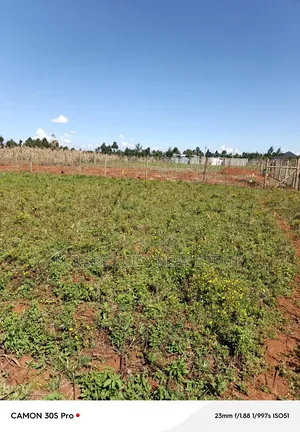 1/8 Kiplombe Kibulgeny With Title