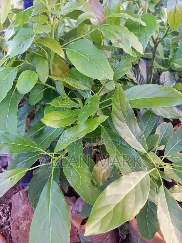 Quality And Affordable Fruit Seedling For Sale - main view