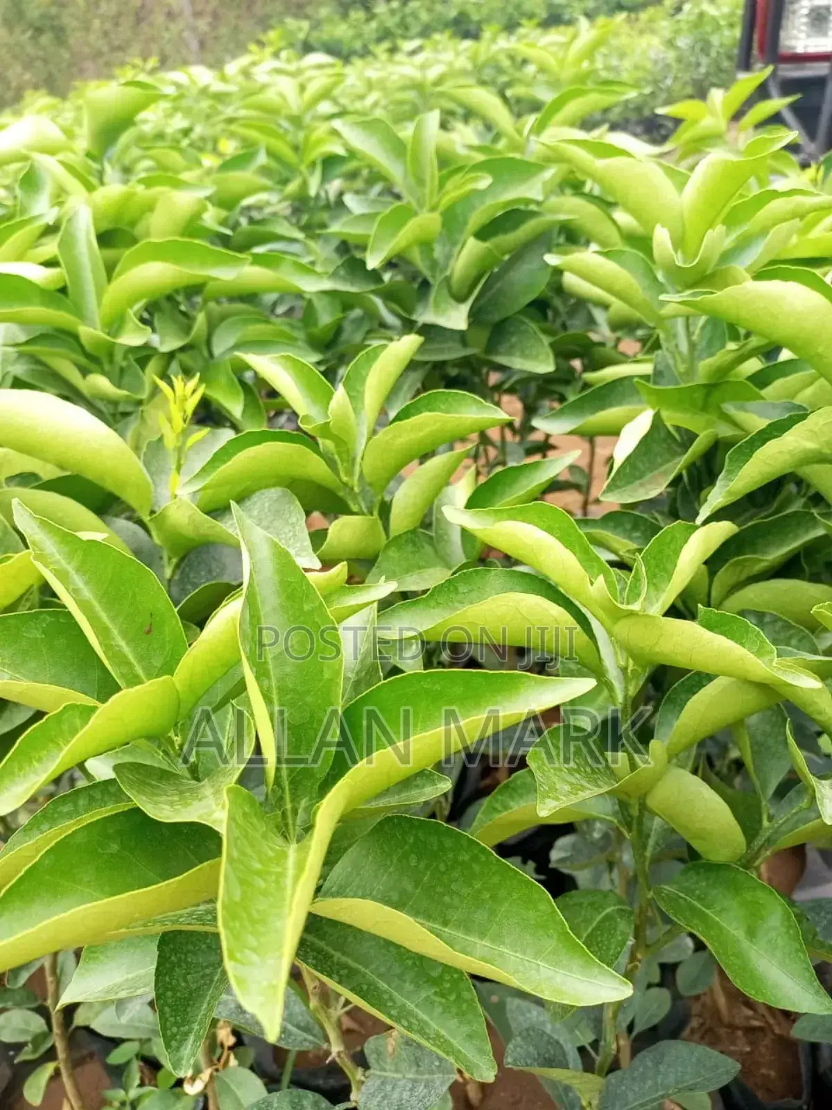 Quality And Affordable Fruit Seedling For Sale