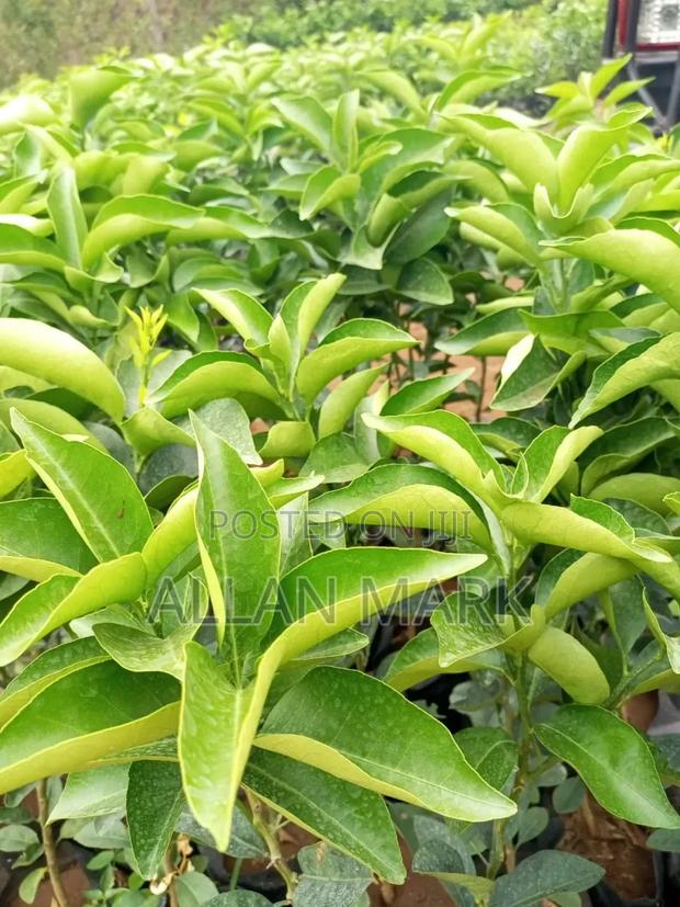 Quality And Affordable Fruit Seedling For Sale - thumbnail 6