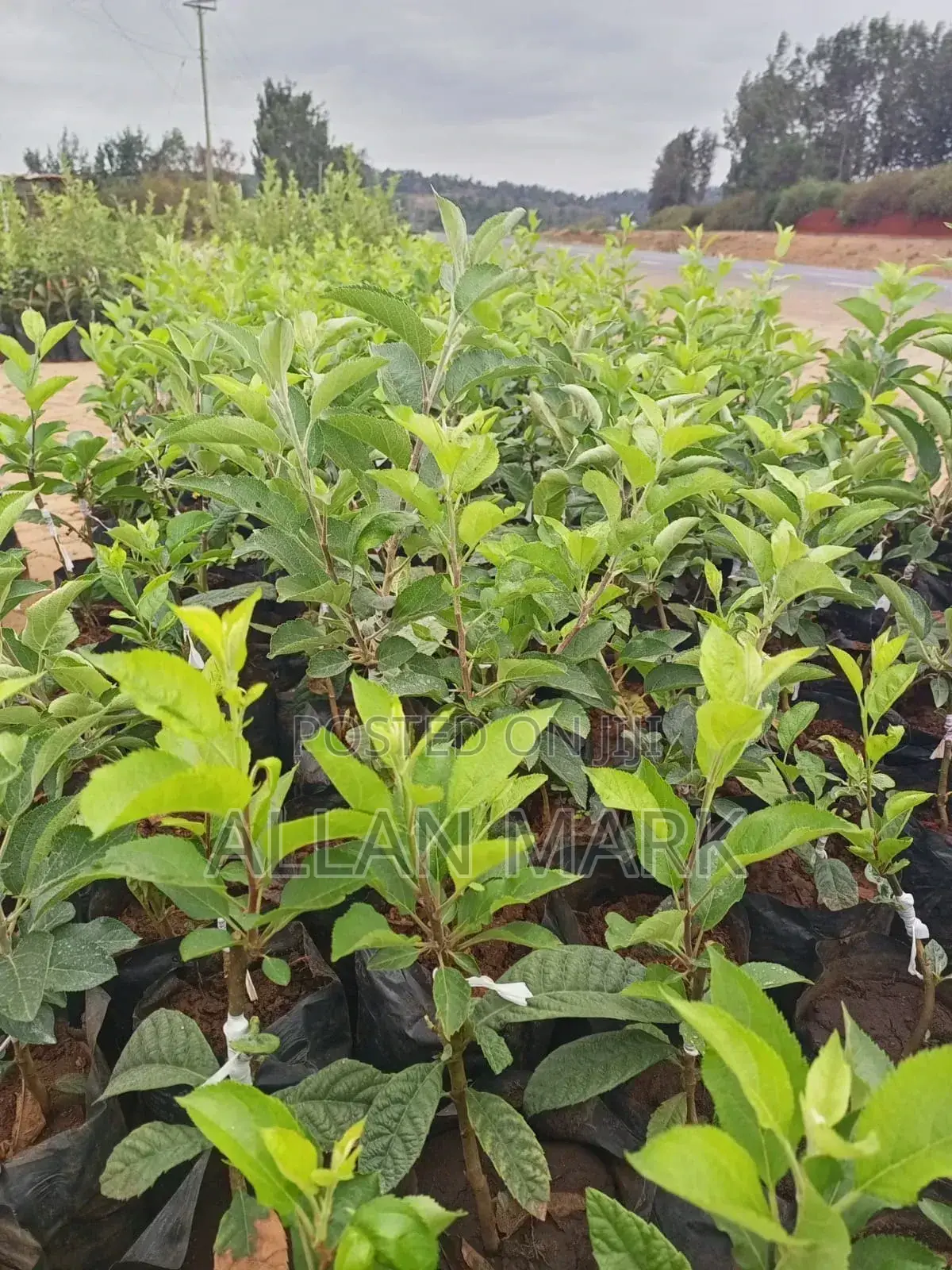 Quality And Affordable Fruit Seedling For Sale