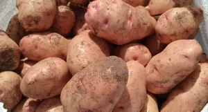 Fresh Potatoes