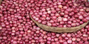 Fresh Onions and Tomatoes