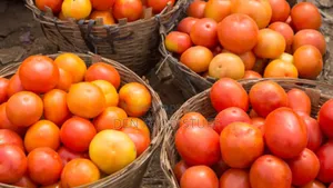 Fresh Onions and Tomatoes
