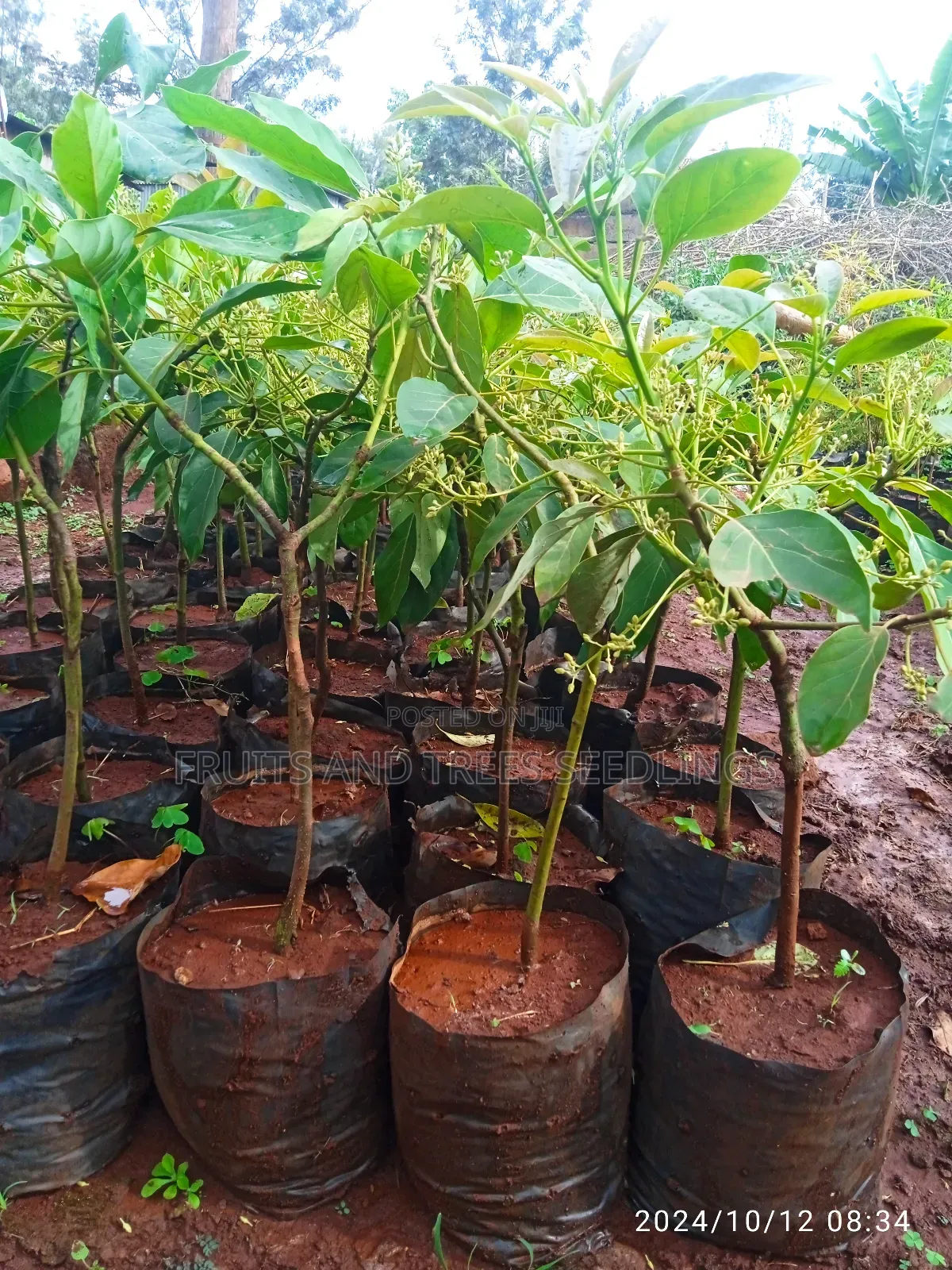 Golden Hass Avocado Seedlings