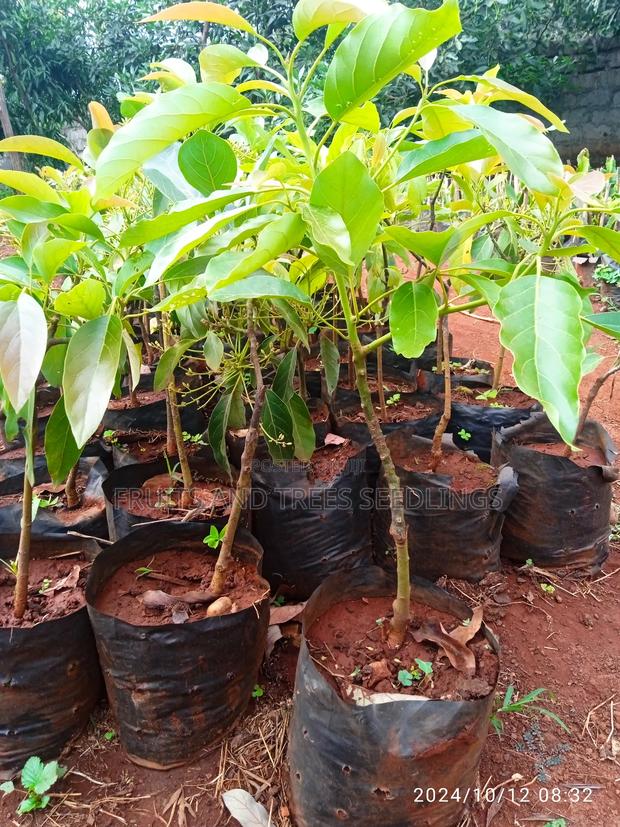 Golden Hass Avocado Seedlings - thumbnail 3