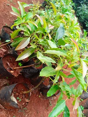 Golden Hass Avocado Seedlings