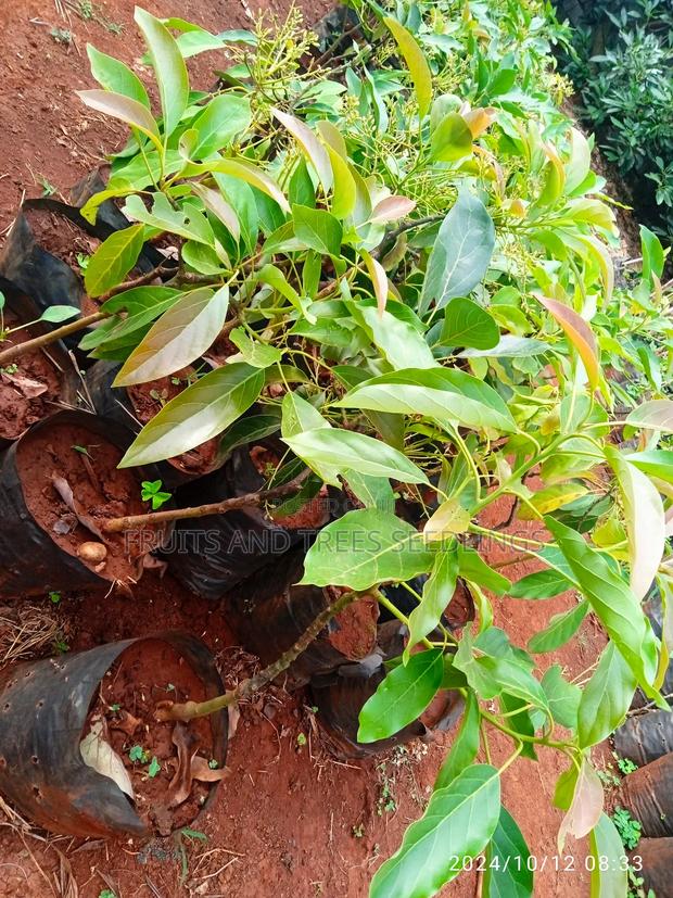 Golden Hass Avocado Seedlings - main view