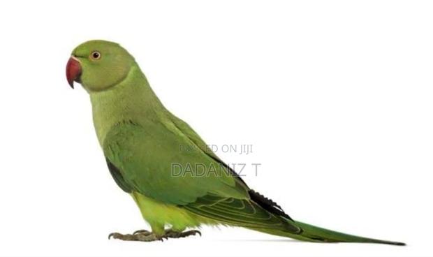 Indian Ringnecks - main view