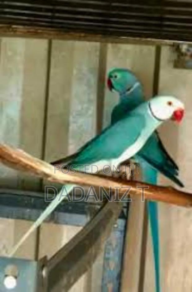 Indian Ringnecks - thumbnail 4