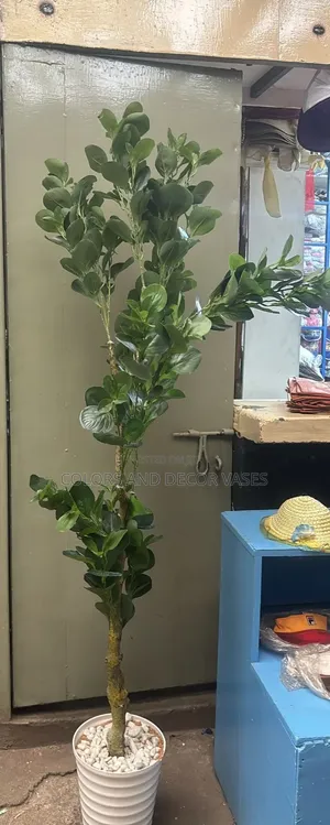 Artificial Ficus Plant With Vase and Pebble Stones
