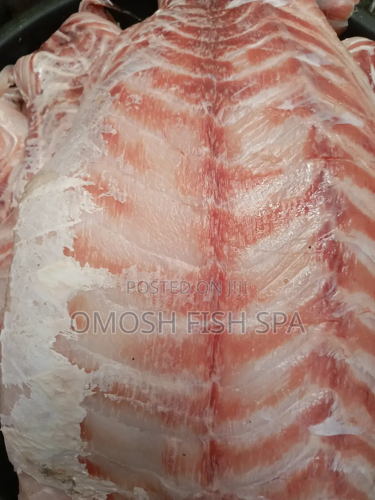 Fish Supplier