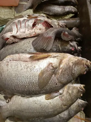 Fish Supplier