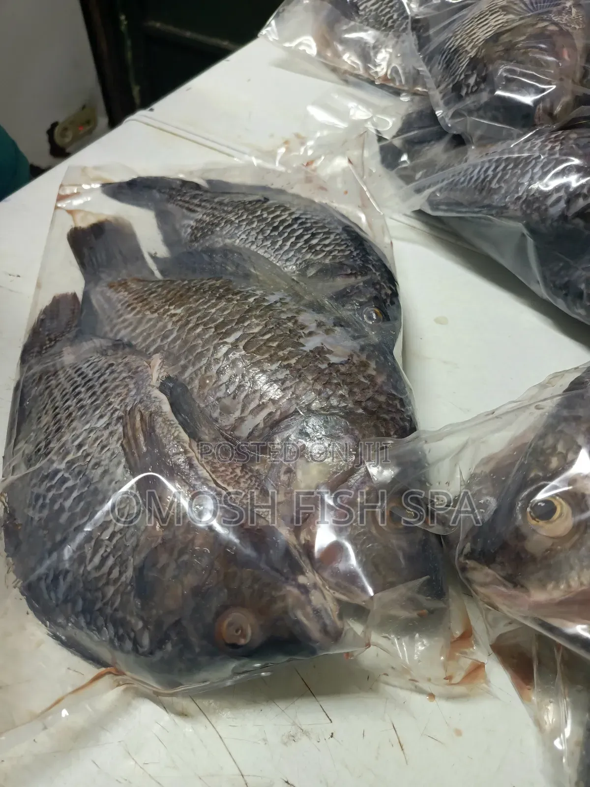 Fish Supplier