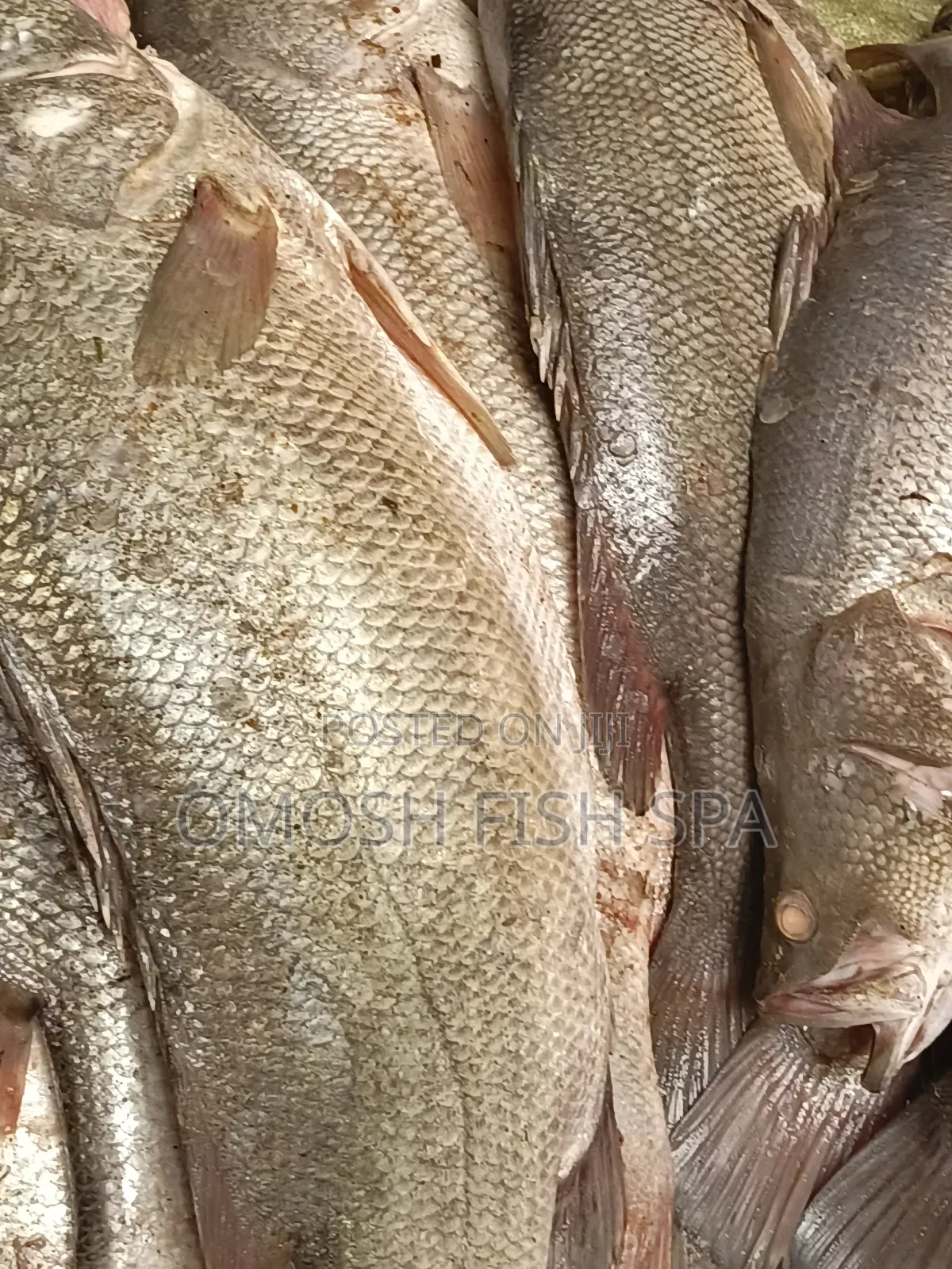 Fish Supplier