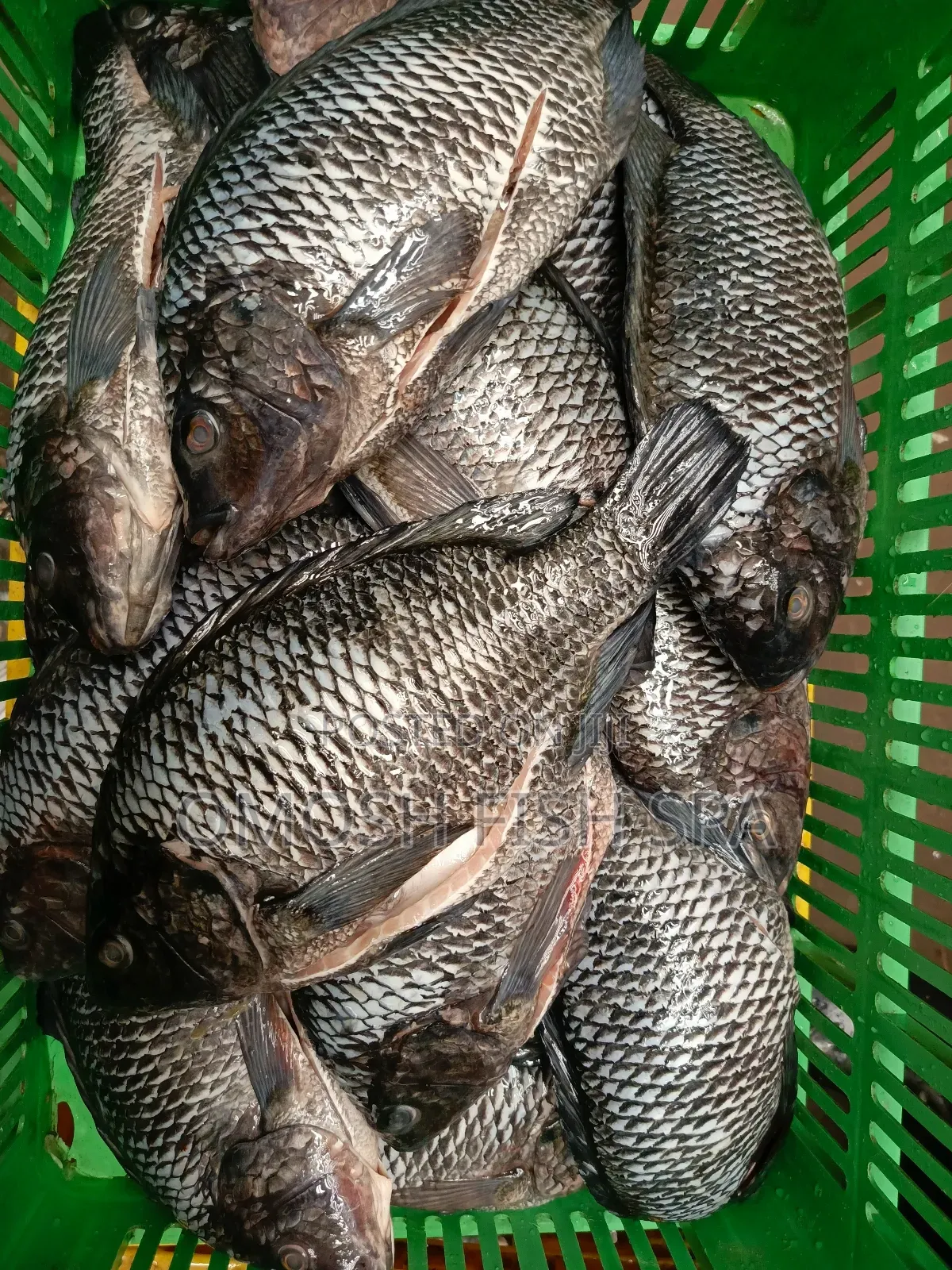 Fish Supplier