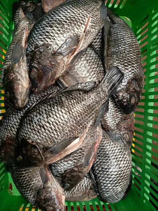 Fish Supplier - thumbnail 7