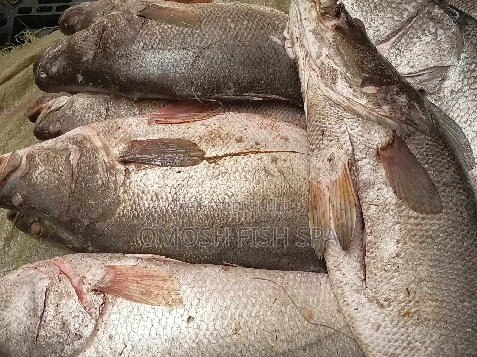 Fish Supplier