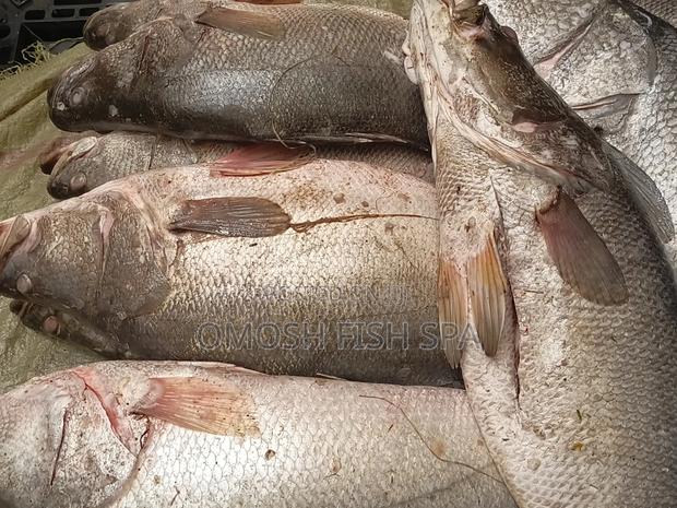 Fish Supplier - thumbnail 8