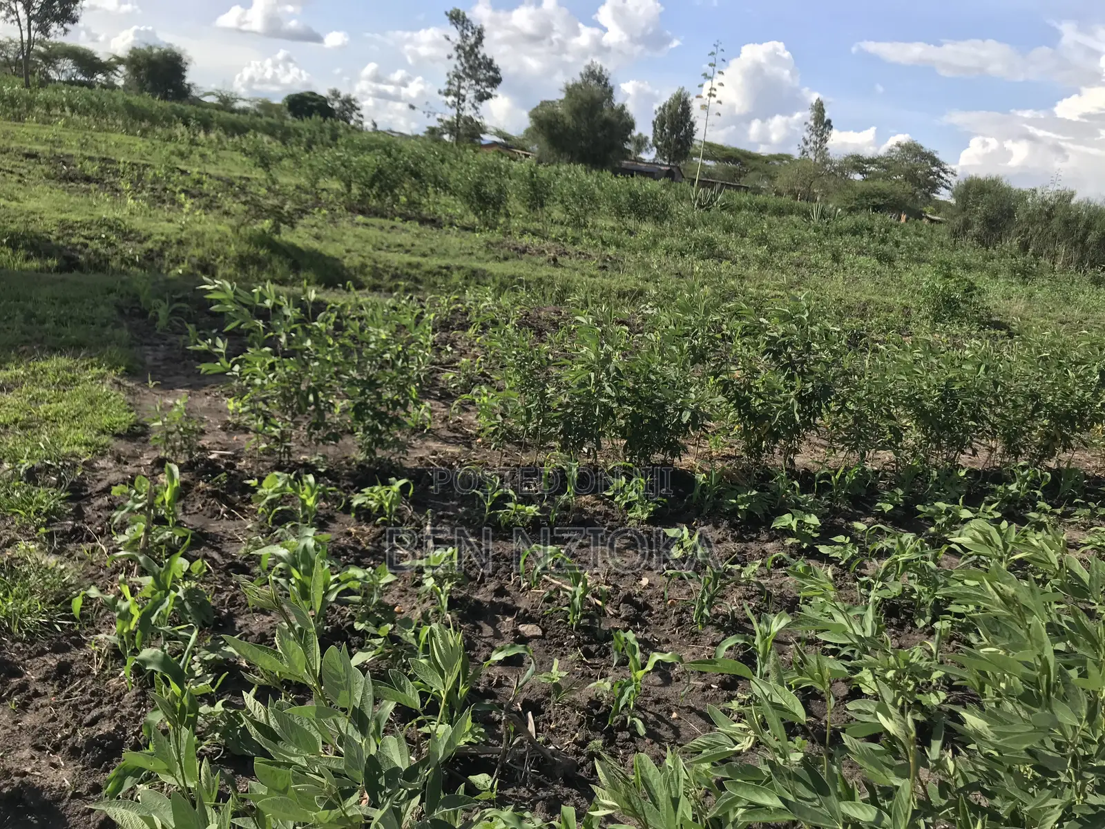 Half Acre for Sale