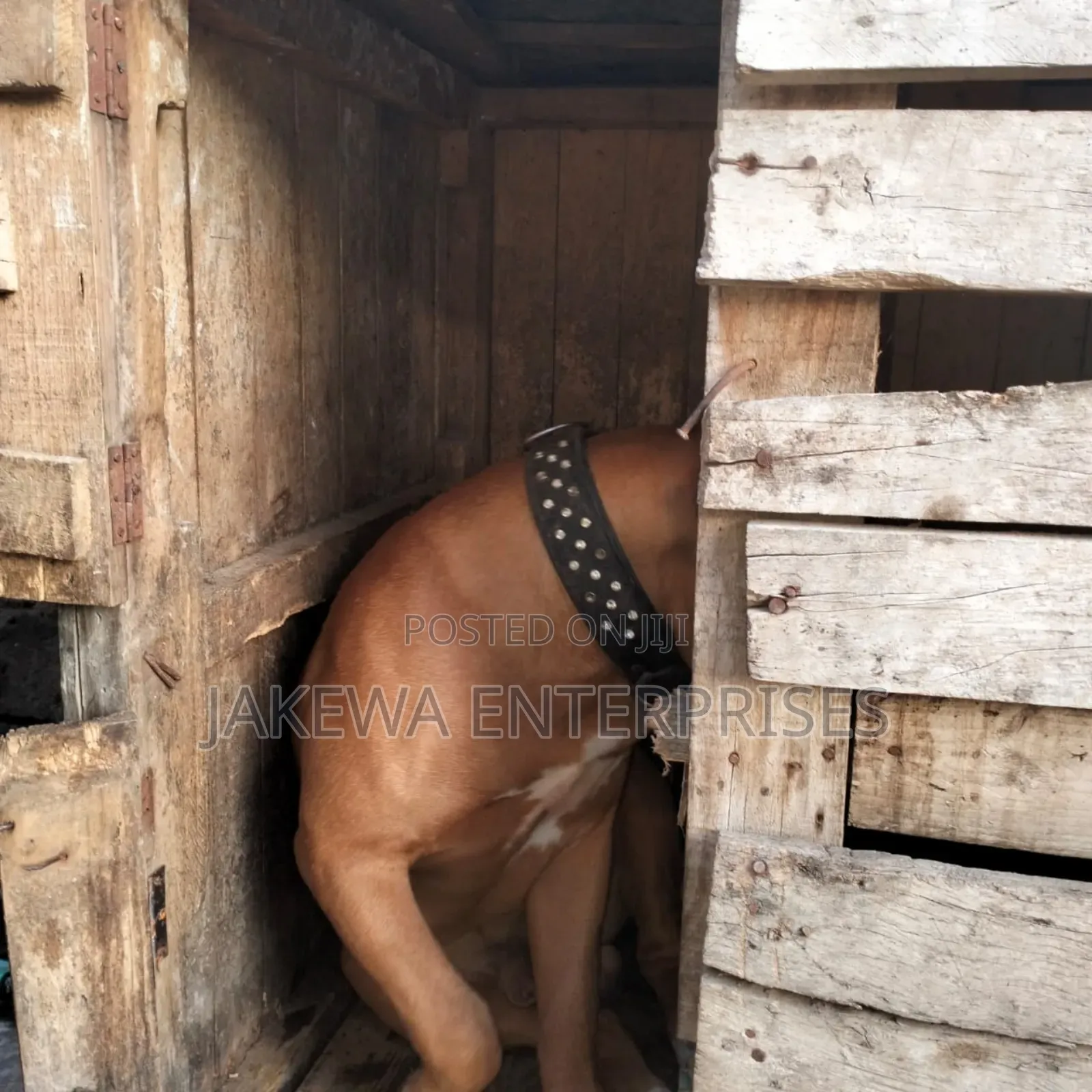 1+ year Male Purebred Boerboel