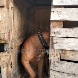 1+ year Male Purebred Boerboel