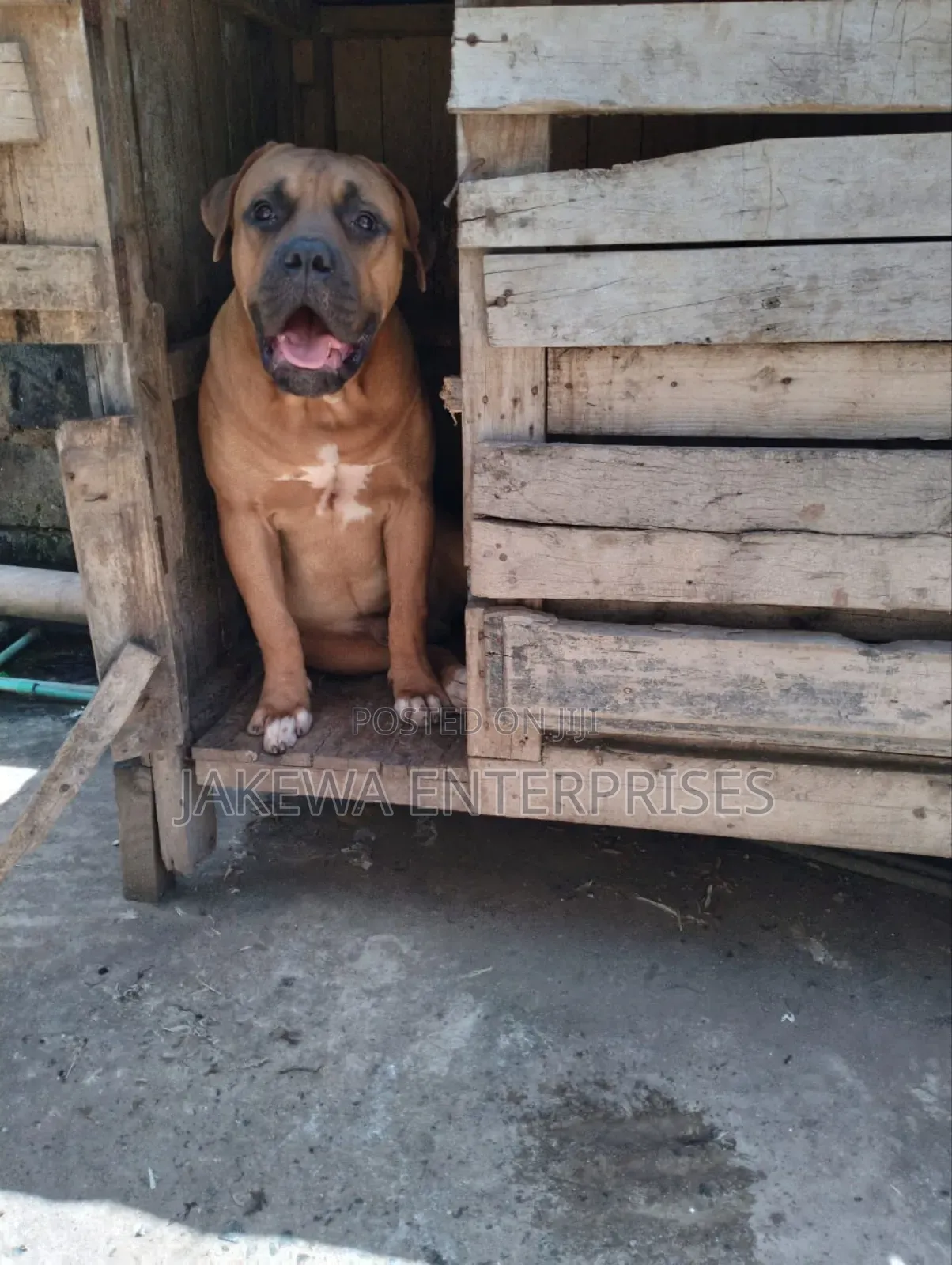 1+ year Male Purebred Boerboel