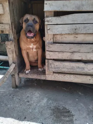1+ year Male Purebred Boerboel