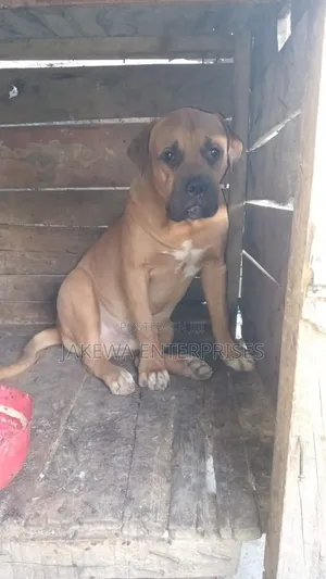 1+ year Male Purebred Boerboel