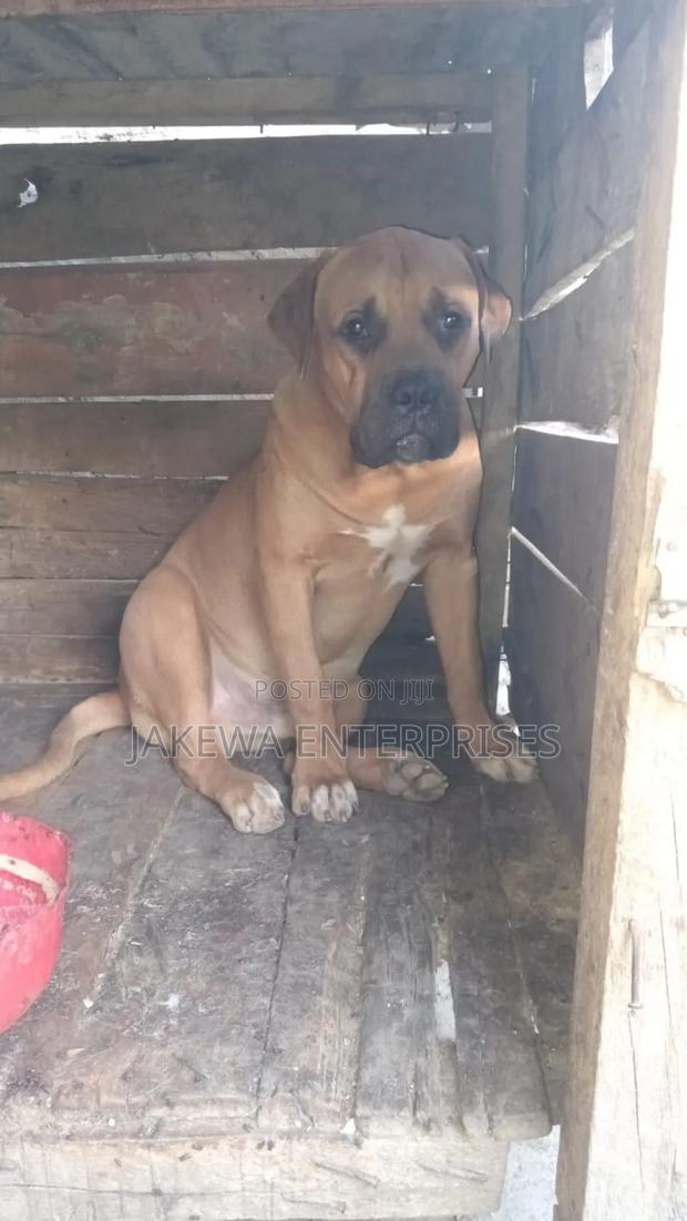 1+ year Male Purebred Boerboel