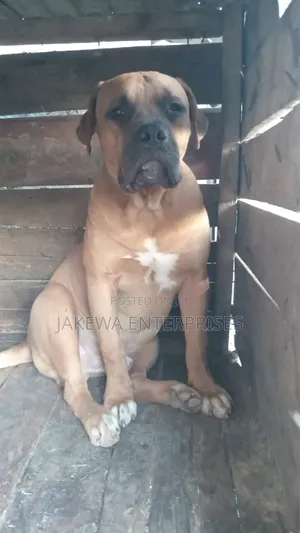 1+ year Male Purebred Boerboel