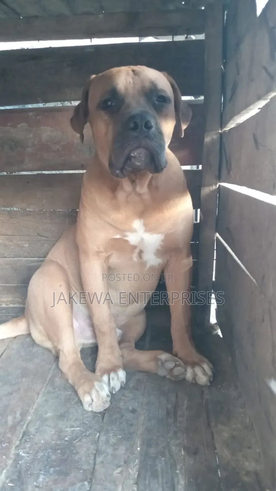 1+ year Male Purebred Boerboel