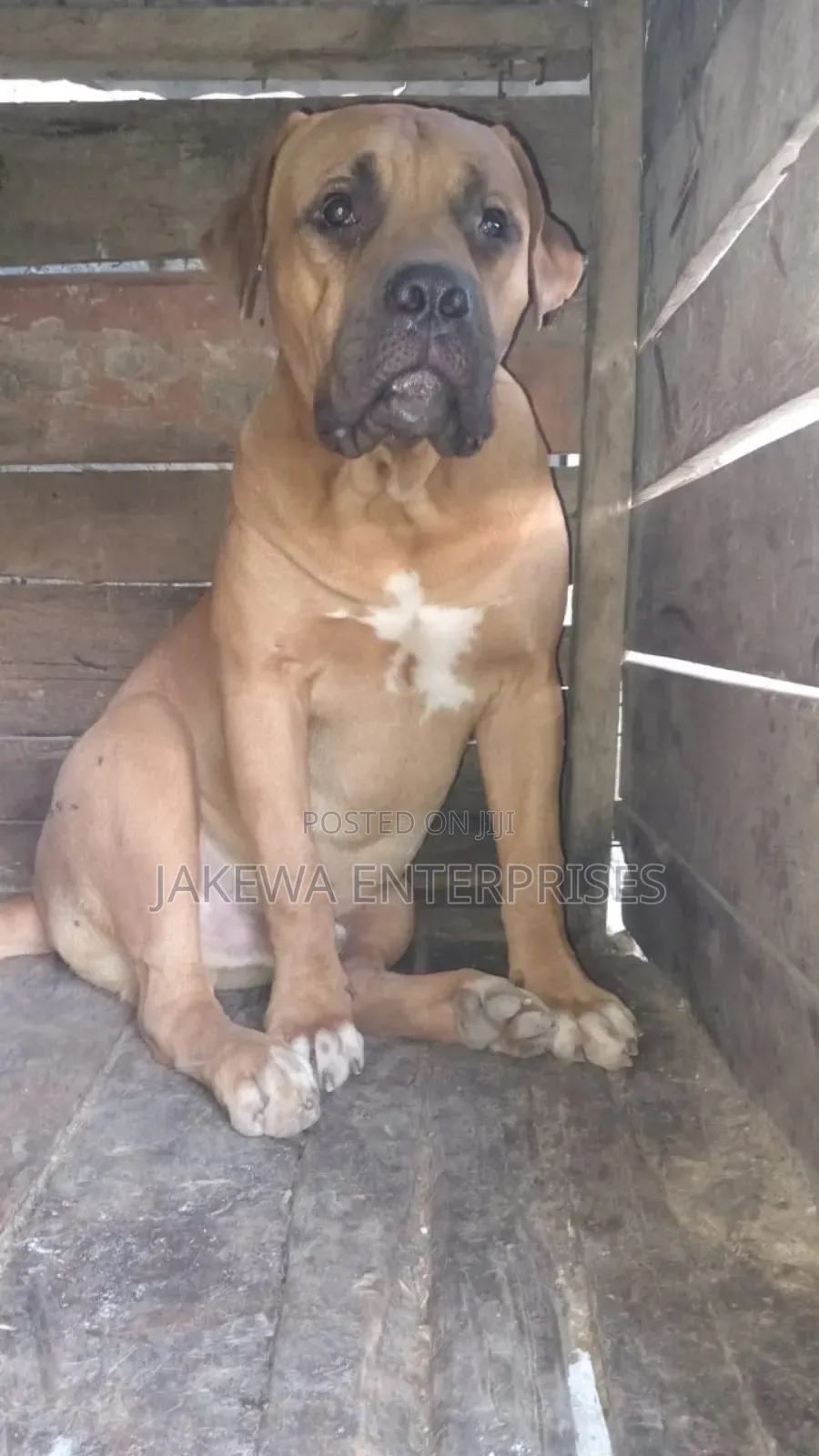 1+ year Male Purebred Boerboel