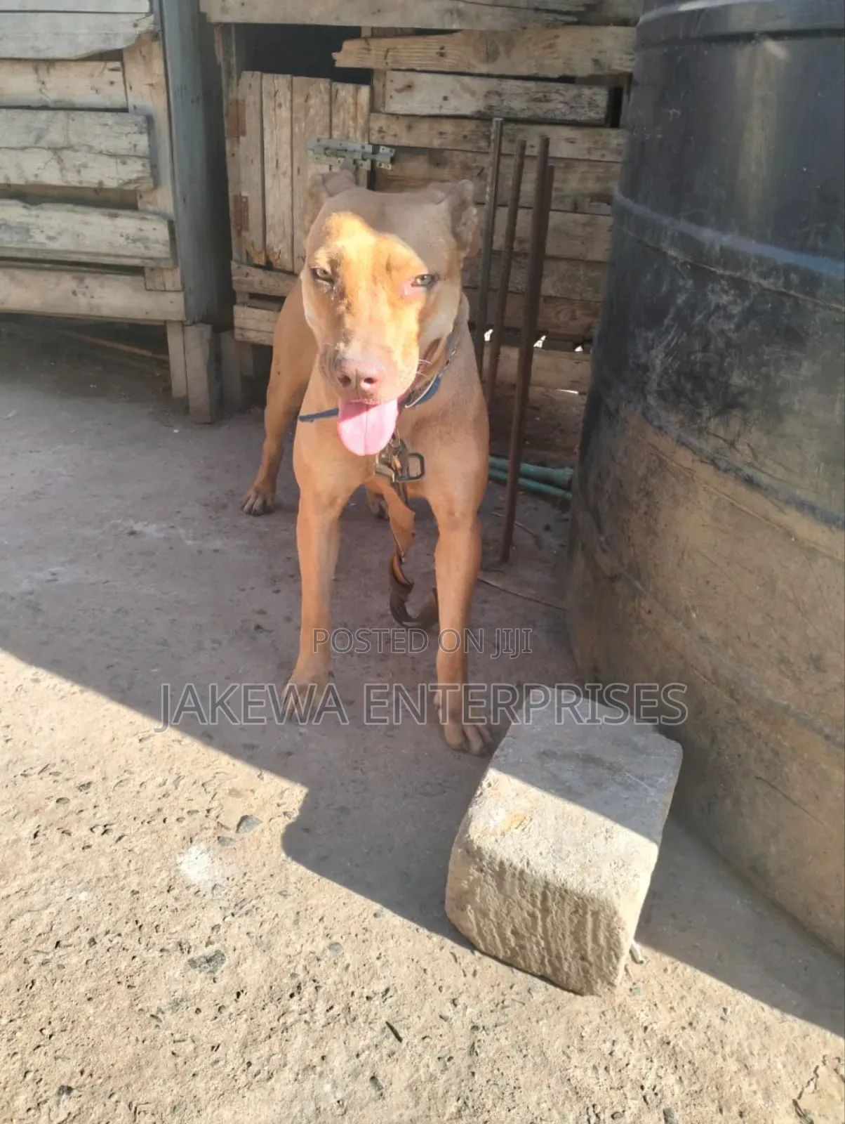 1+ year Female Purebred American Pit Bull Terrier