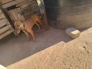 1+ year Female Purebred American Pit Bull Terrier