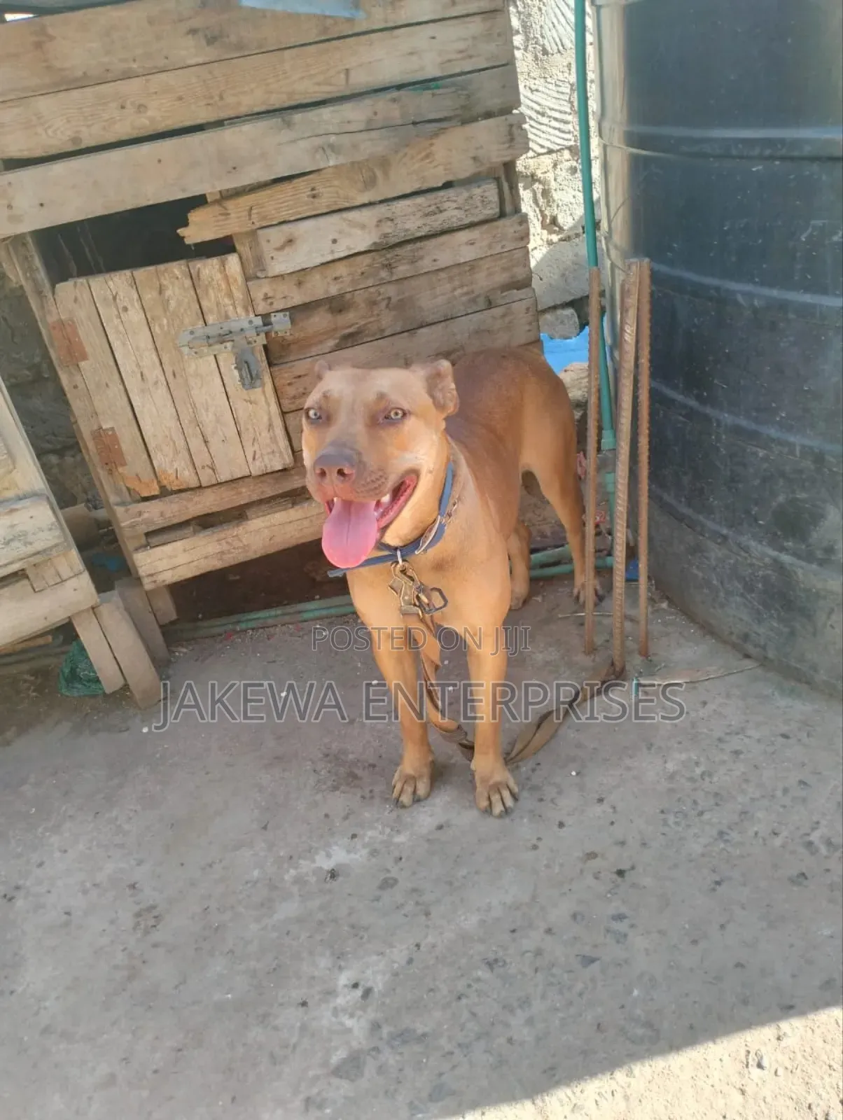 1+ year Female Purebred American Pit Bull Terrier