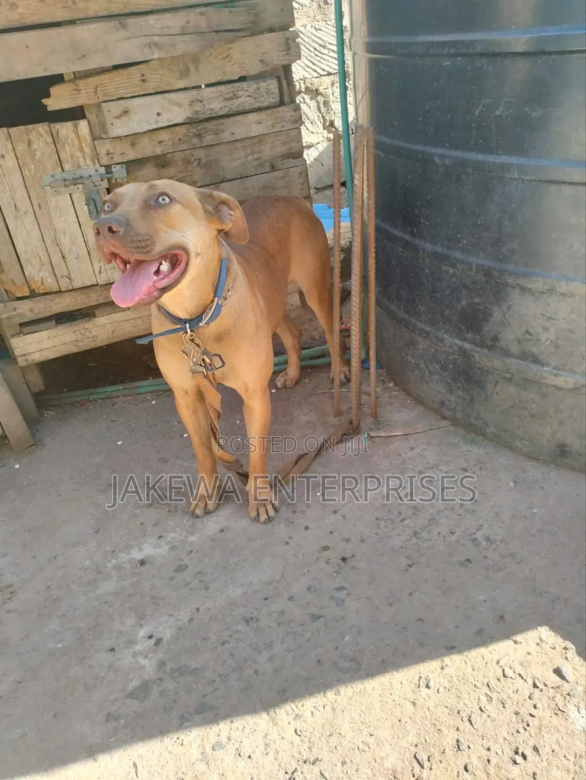1+ year Female Purebred American Pit Bull Terrier