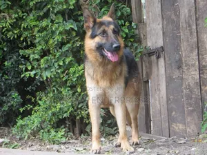 1+ year Male Purebred German Shepherd