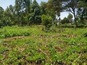 Quarter Acre Plot in Bondeni, Ngong Along Masai Rd. Red Soil