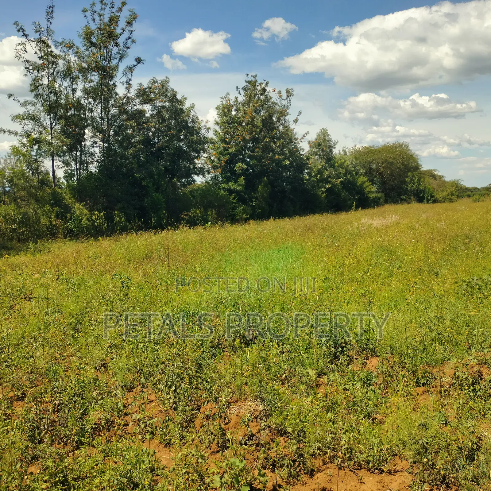 1/2 Acre Plot for Sale in Kabarak Chergei