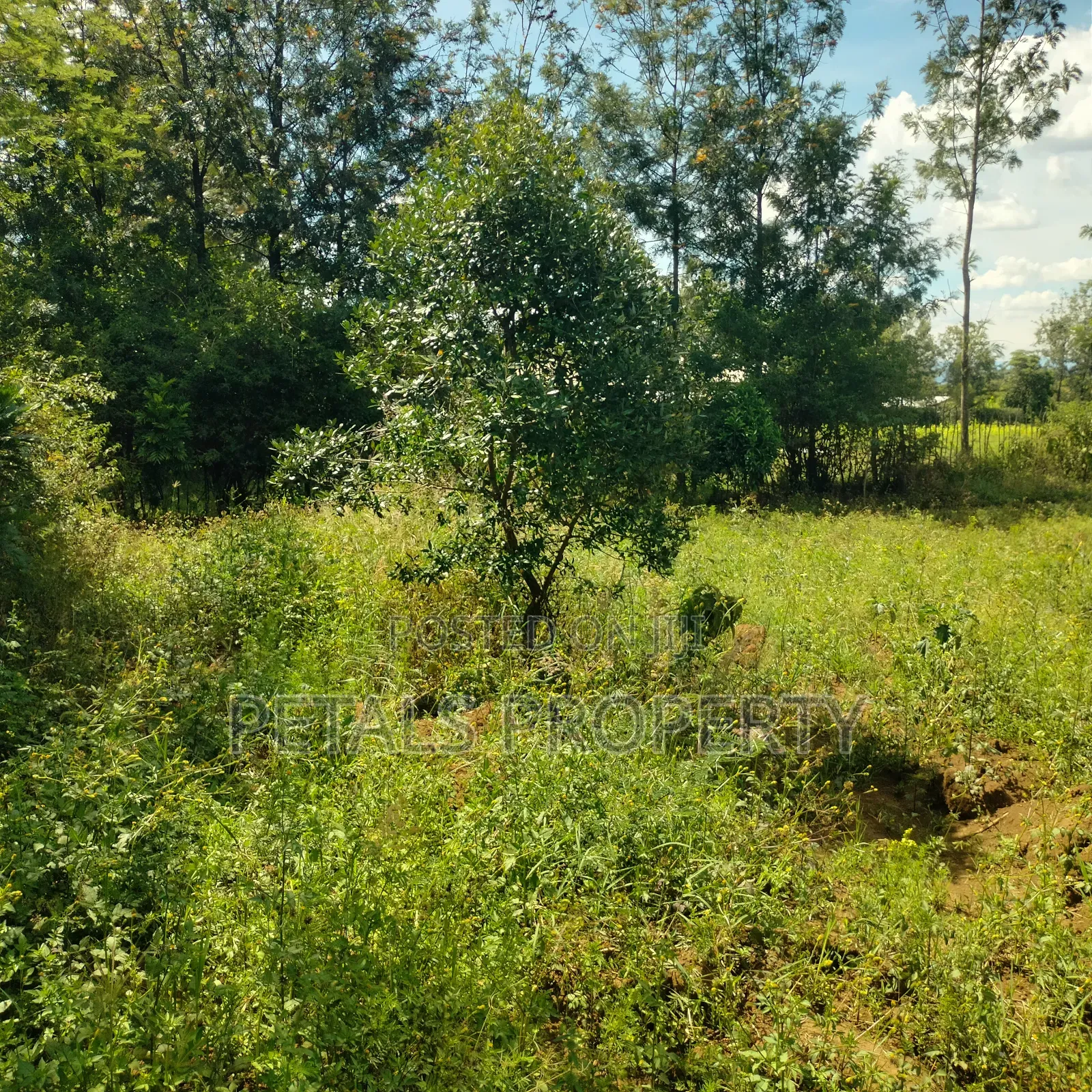 1/2 Acre Plot for Sale in Kabarak Chergei