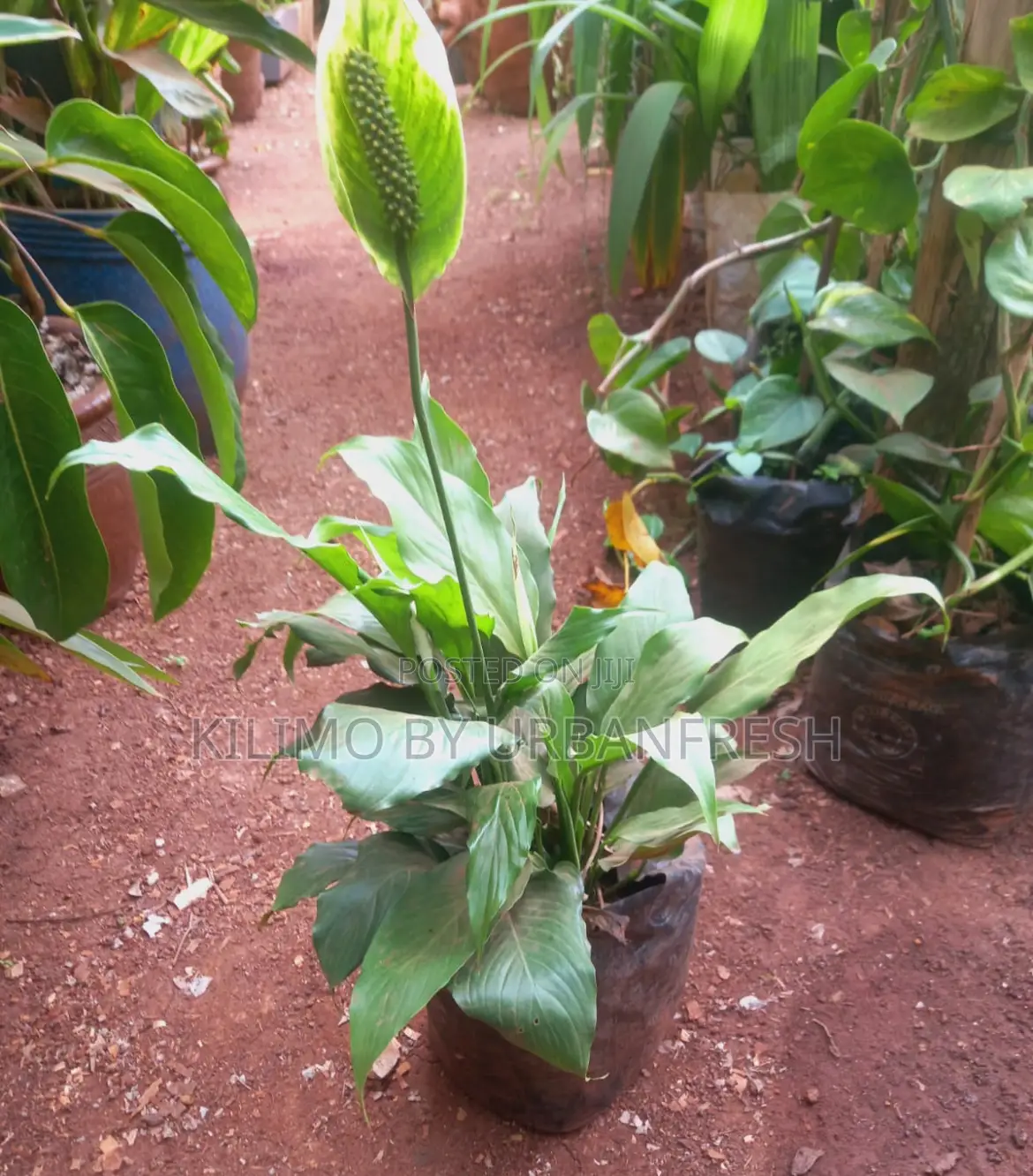 Peace Lily Flower Plant.