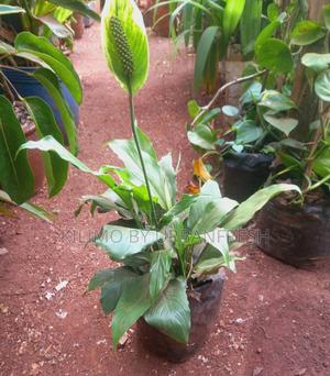 Peace Lily Flower Plant. - main view