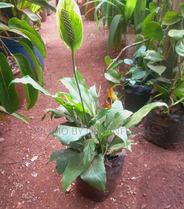 Peace Lily Flower Plant.