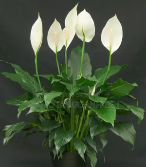 Peace Lily Flower Plant.