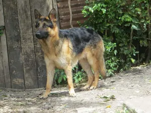 1+ year Male Purebred German Shepherd