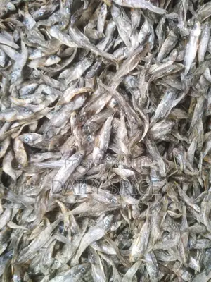 Small Fish for Your Pets