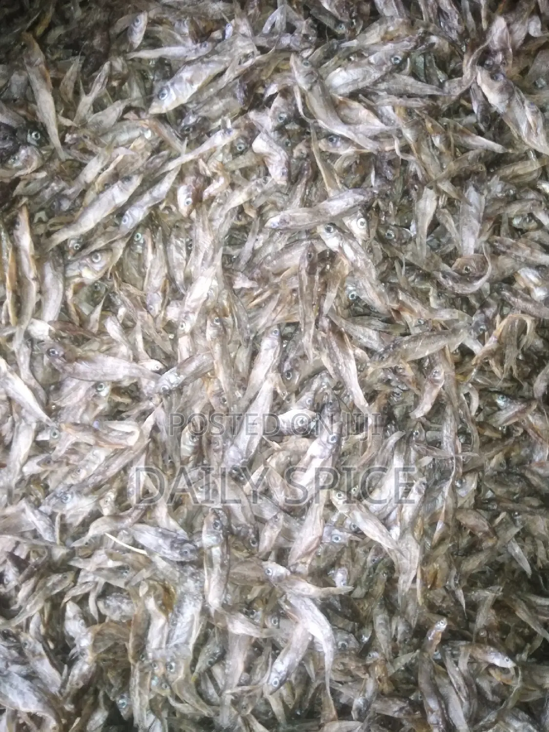 Small Fish for Your Pets