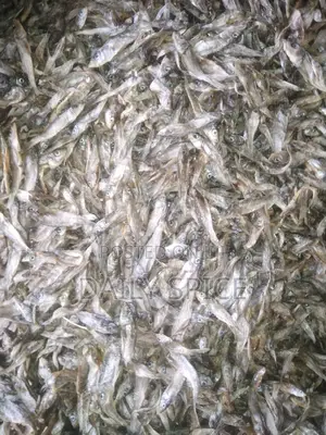 Small Fish for Your Pets