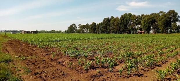 2.3 Acres for Sale in Sobea - thumbnail 2
